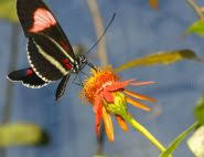 Maybe you would like to learn more about one of these? Free Milkweed Seeds The Butterfly Farm Aruba