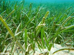 Image result for Cymodoceaceae