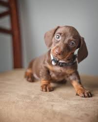 Miniature Black And Brown Dachshund Lavender 6 Wks Old Dachshund Puppy Miniature Cute Little Animals Cutest Puppy Ever