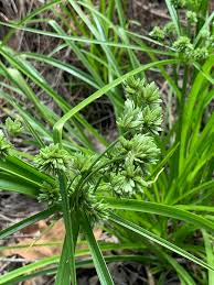 Image result for Eragrostis congesta