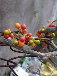 Image result for Tinospora fragosa