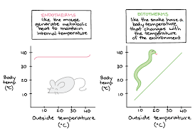 Metabolic Rate Article Khan Academy