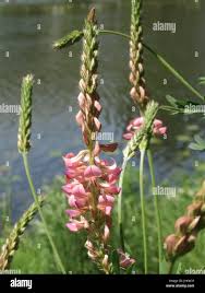 Image result for Rhynchosia kilimandscharica