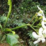 Image result for Tabernaemontana brachyantha