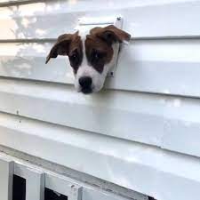 Ladbible Caught Out Ep 53 Animals Stuck In Weird Places Facebook