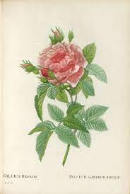 The illustrations are the same redoute prints from les roses 1, 2 & 3. Redoute Pierre Joseph Les Roses Peintes Par J P Th Librairie Camille Sourget Rare Books Paris