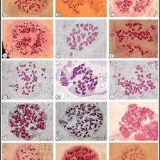 Image result for Pellaea boivinii