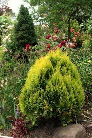 Here at liner source, inc., we want to provide you with the best. Oriental Arborvitae Platycladus Orientalis Aurea Nana Garden Org