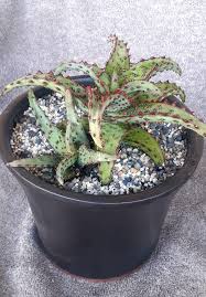 Image result for Aloe pienaarii