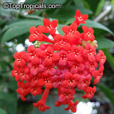 Image result for Bouvardia longiflora