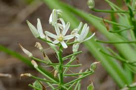 Image result for Ornithogalum seineri