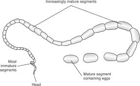 Tapeworms An Overview Sciencedirect Topics