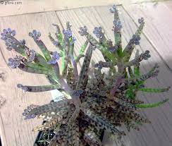 Image result for Bryophyllum tubiflorum