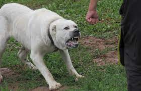 etot opasnyj alabaj yuzhnaya osetiya