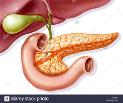 Descargar Esta Imagen El Pancreas Dibujo Ct682p De La Biblioteca De Alamy De Millones De Fotografias Ilustracione El Pancreas Fotografia De Stock Anatomia