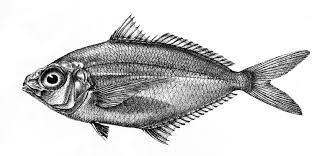 Also known as the broad mojarra. Longfin Mojarra Wikipedia