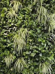 Image result for Chlorophytum affine