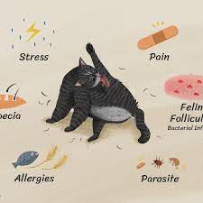 Weight loss calculator, weight loss bullet journal, weight loss before after, weight loss simulator, weight loss meal plan, weight loss bike. What To Do If Your Cat Is Losing Hair On Its Hind Legs