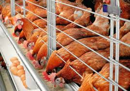 We did not find results for: Training Manajemen Ayam Petelur Sistem Close House Pusat Training Manajemen