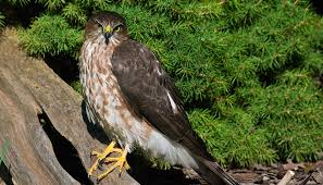 Check spelling or type a new query. Sharpie Or Coop Urban Raptor Conservancy