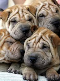 Their parent breeds are the pug and the chinese shar pei. Chineses Shar Pei Puppies Are Displayed For Sale Photographic Print Allposters Com