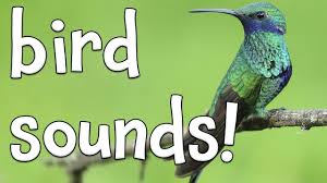 Bird Sounds In 2020 Sound Song Sounds Of Birds Kids Learning Videos