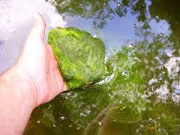 Installing a pond uv clarifier is an effective way to eliminate discolored water. Mastering String Algae In Five Steps Pond Trade Magazine