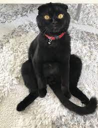brownie scottish fold black cat scottish fold scottish fold cats