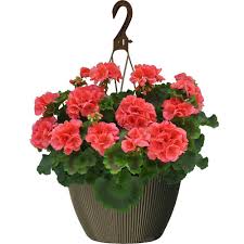 Traditionally hanging baskets are the domain of decorative flowers, however can also be a space saving solution for a herb garden or strawberry patch. Landscape Basics 10 Inch Hanging Basket Geranium Coral The Home Depot Canada