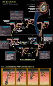 A healthy lifestyle of low stress, proper diet, and gentle hair care. Biological Databases And Tools Hair Growth Cycle Protein Lounge Hair Growth Cycle Protein Lounge