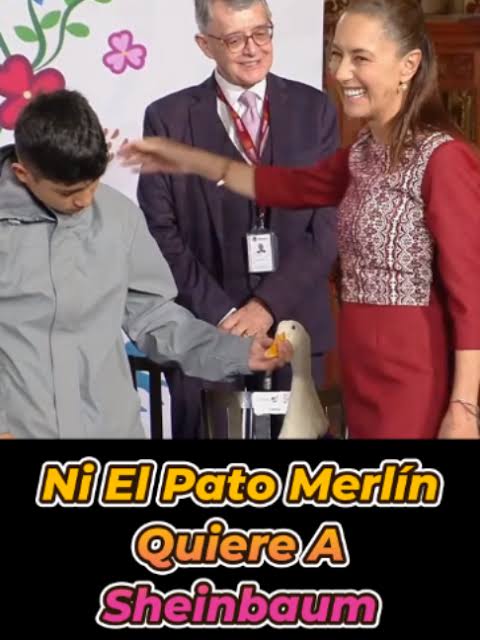 Ni El Pato Merlín Quiere A Sheinbaum #Noticias #México #Sheinbaum | patos |  TikTok