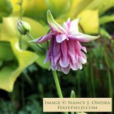 Image result for Aquilegia vulgaris Tower Mix