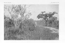 Image result for Vernonia ituriensis