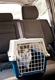 Mar 29, 2019 · how to drive long distance with a cat. Teach Your Cat To Love Riding In The Car