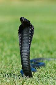 Pin On Reptiles