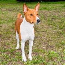 Here S An Easy Low Shedding Dog The Basenji Just Brush Once A Week And Let The Dog Do The Rest Dog Breeds Basenji Dogs Cutest Small Dog Breeds