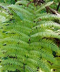 Image result for Cyathea thomsonii