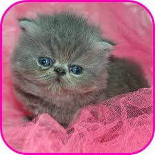 Pics of the cutest kittens, lots of purebred kitten photos, cutest kitten pictures and photos of adorable kittens. Amazon Com Cute Kittens Wallpaper Appstore For Android