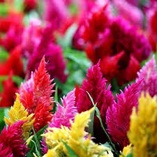 Pin On Nombre De Flores Para La Primavera
