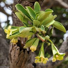 Image result for Aloe welwitschii