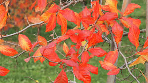 Image result for Nyssa sylvatica