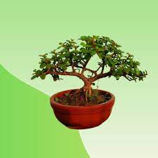 Buy Jade Succulent Jade Plant Bonsai Online In Bangladesh Best Price