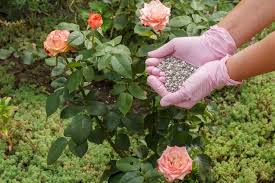 Osmocote flower & vegetable smart release plant food. Best Rose Fertilizer Guide When And How To Fertilize Roses Florgeous