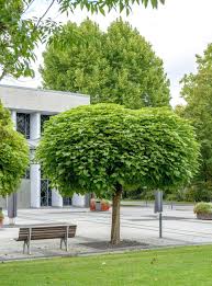 4 Schattenspendende Baumarten Fur Kleine Garten Baume Garten Baum Vorgarten Gartenecke