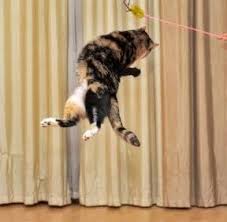 Glucosamine sulfate can cause some mild side effects including nausea, heartburn, diarrhea, and constipation. Do Arthritis Supplements For Cats Work