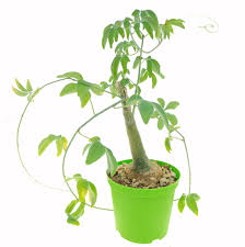 Image result for Adenia