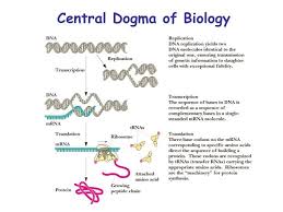 Pin On Molecular Biology