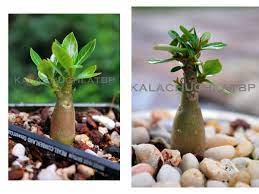 I Think The Most Entertaining Stage Of Adenium Cultivation Is When They Are Seedlings That Is The Period After The Desert Rose Plant Adenium Rose Cultivation
