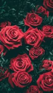 Pin On Nature Flowers And More