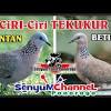 Karakteristik dan perbedaan lovebird jantan dan betina. Https Encrypted Tbn0 Gstatic Com Images Q Tbn And9gcq8zbb938wcvgflo0348odijvcta1ty93k8iuk2zxkr7ymld7vo Usqp Cau